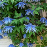 Jak zasadit plamének na jaře: jednoduchá metoda